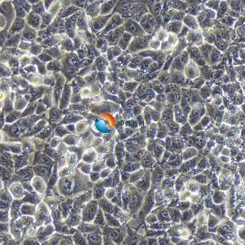 新冠病毒传播现状及趋势如何？这些检测技术来助力